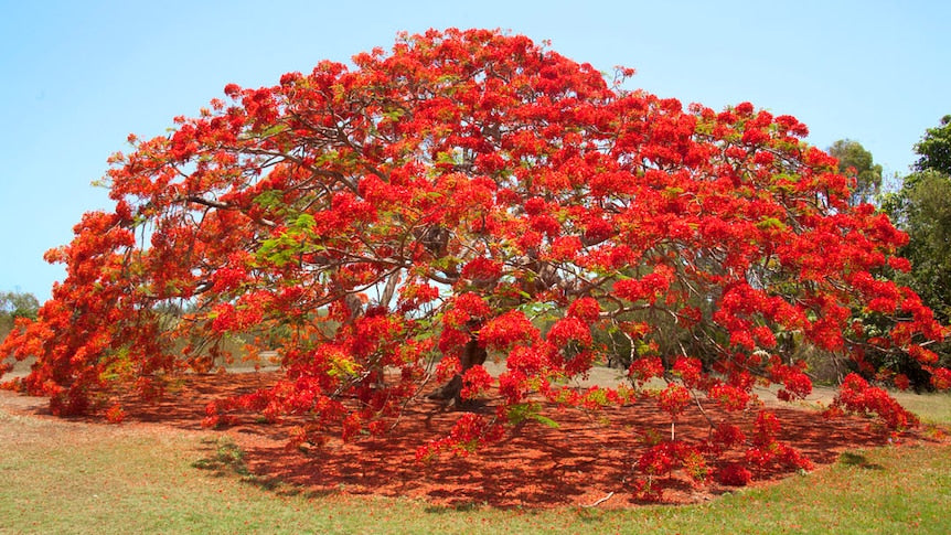 "October's A Great Time to Visit Colourful Darwin"